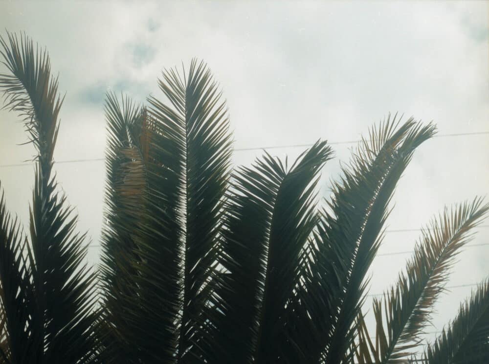 palm tree fronds against cloudy background